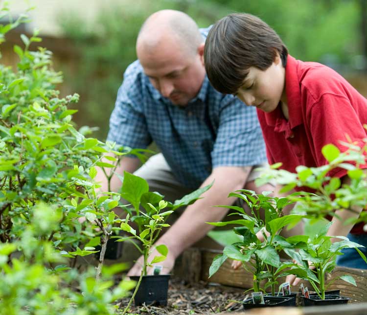 Father showing son how to plant a garden